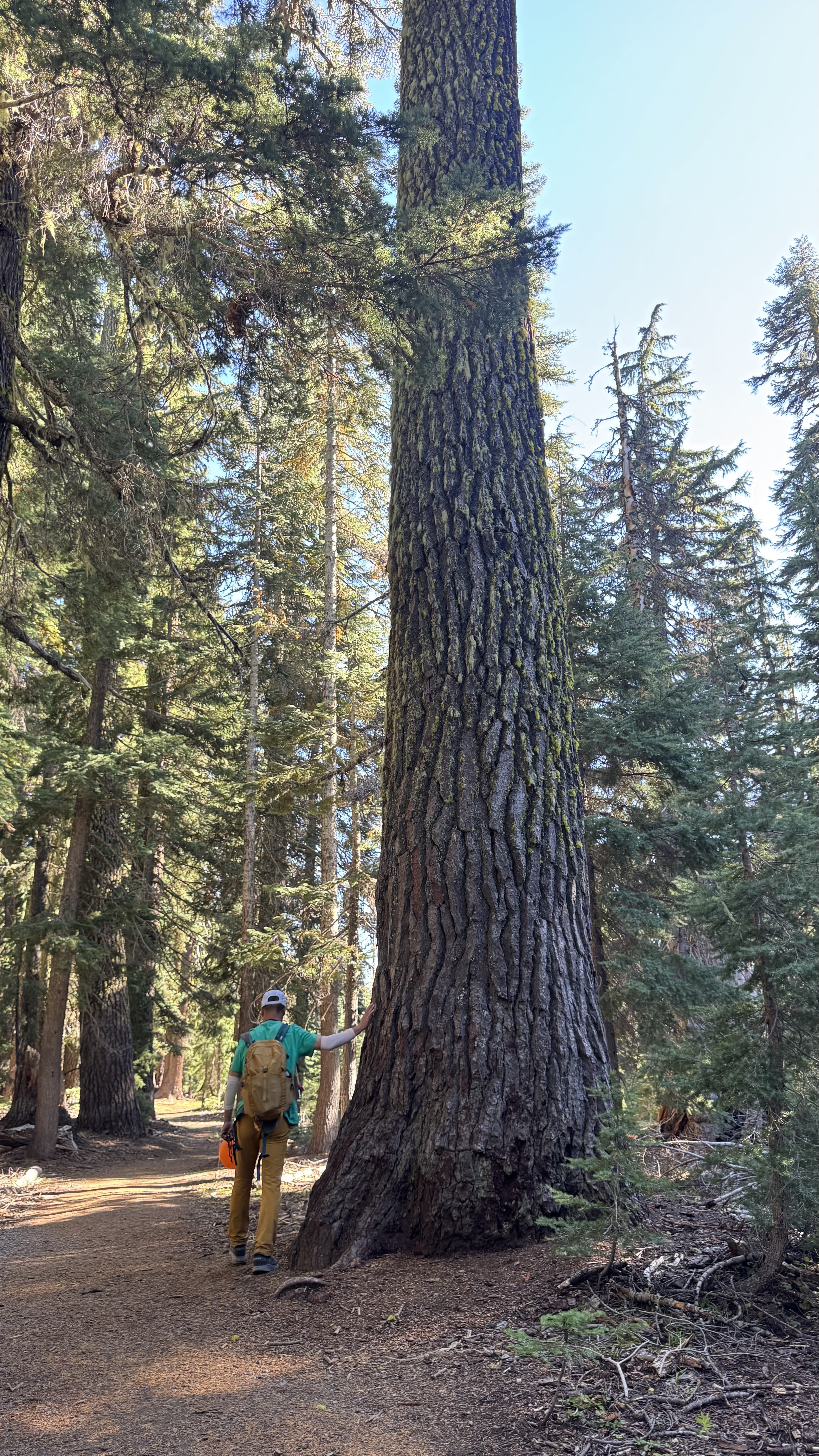 Patrick touching the trunk of a massive red cedar tree