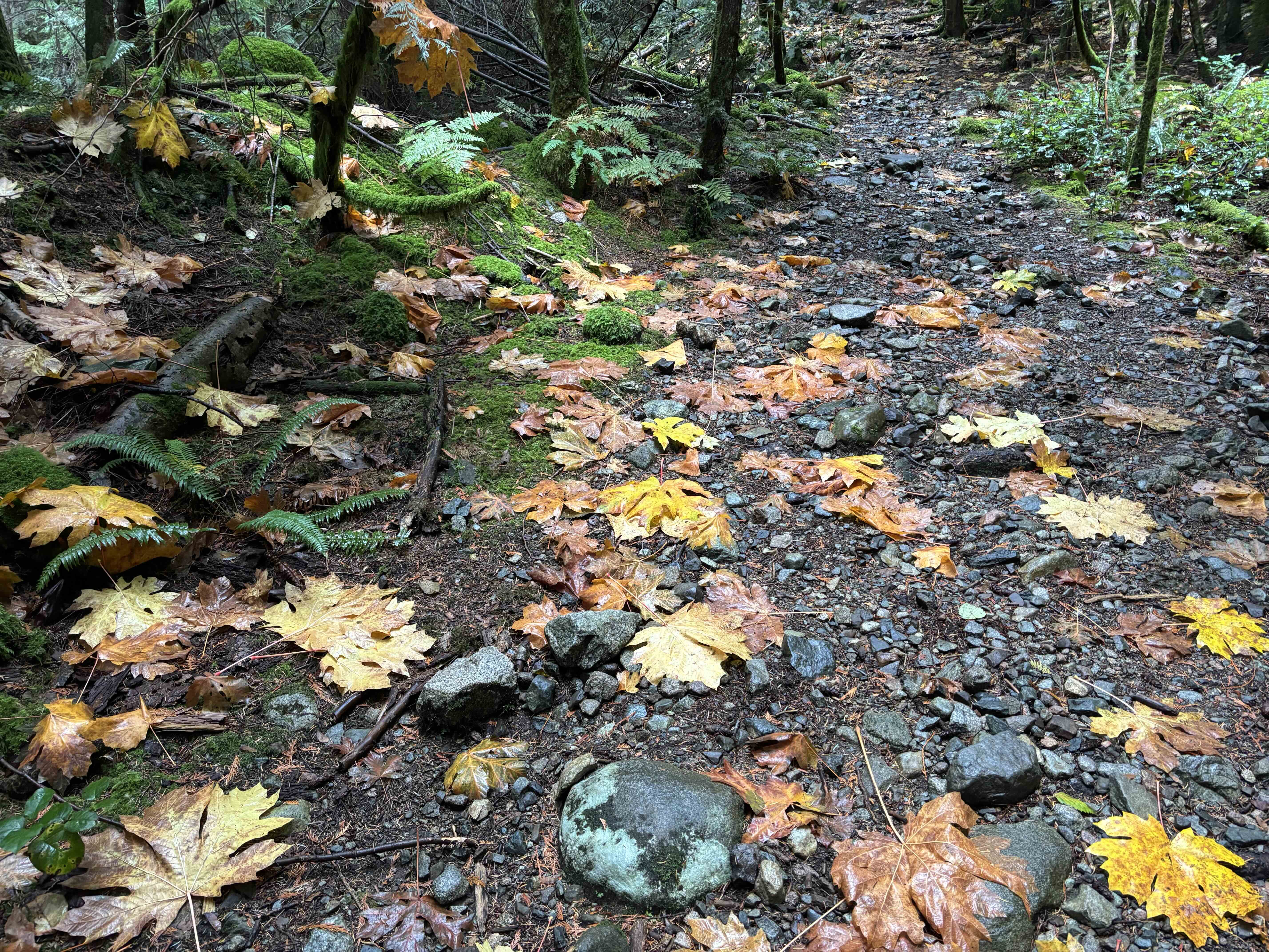 Fallen maple leaves on trail